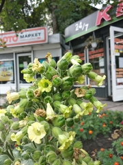 Nicotiana rustica