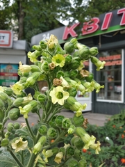 Nicotiana rustica