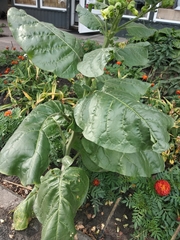 Nicotiana rustica