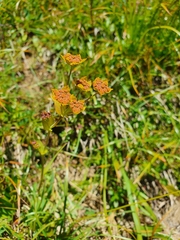 Bupleurum ranunculoides