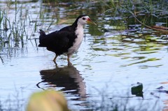 Amaurornis phoenicurus