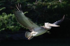 Pelecanus philippensis