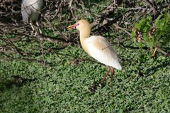 Bubulcus ibis