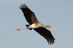 Mycteria leucocephala