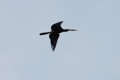 Anhinga melanogaster