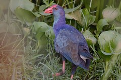 Porphyrio poliocephalus