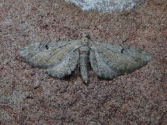 Eupithecia pimpinellata