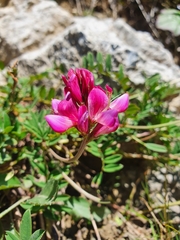 Hedysarum hedysaroides