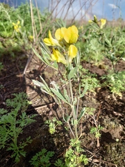 Thermopsis mongolica