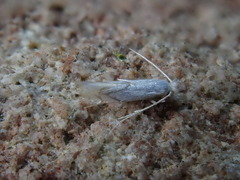 Phyllonorycter harrisella