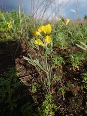 Thermopsis mongolica