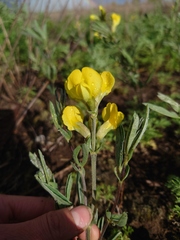 Thermopsis mongolica