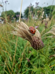Coccinella septempunctata