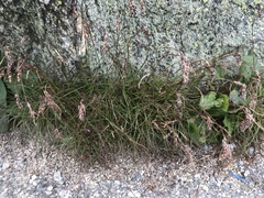 Luzula spicata