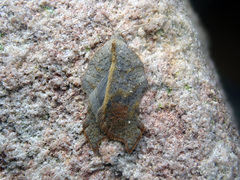 Acleris emargana