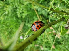 Harmonia axyridis
