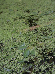 Potamogeton distinctus