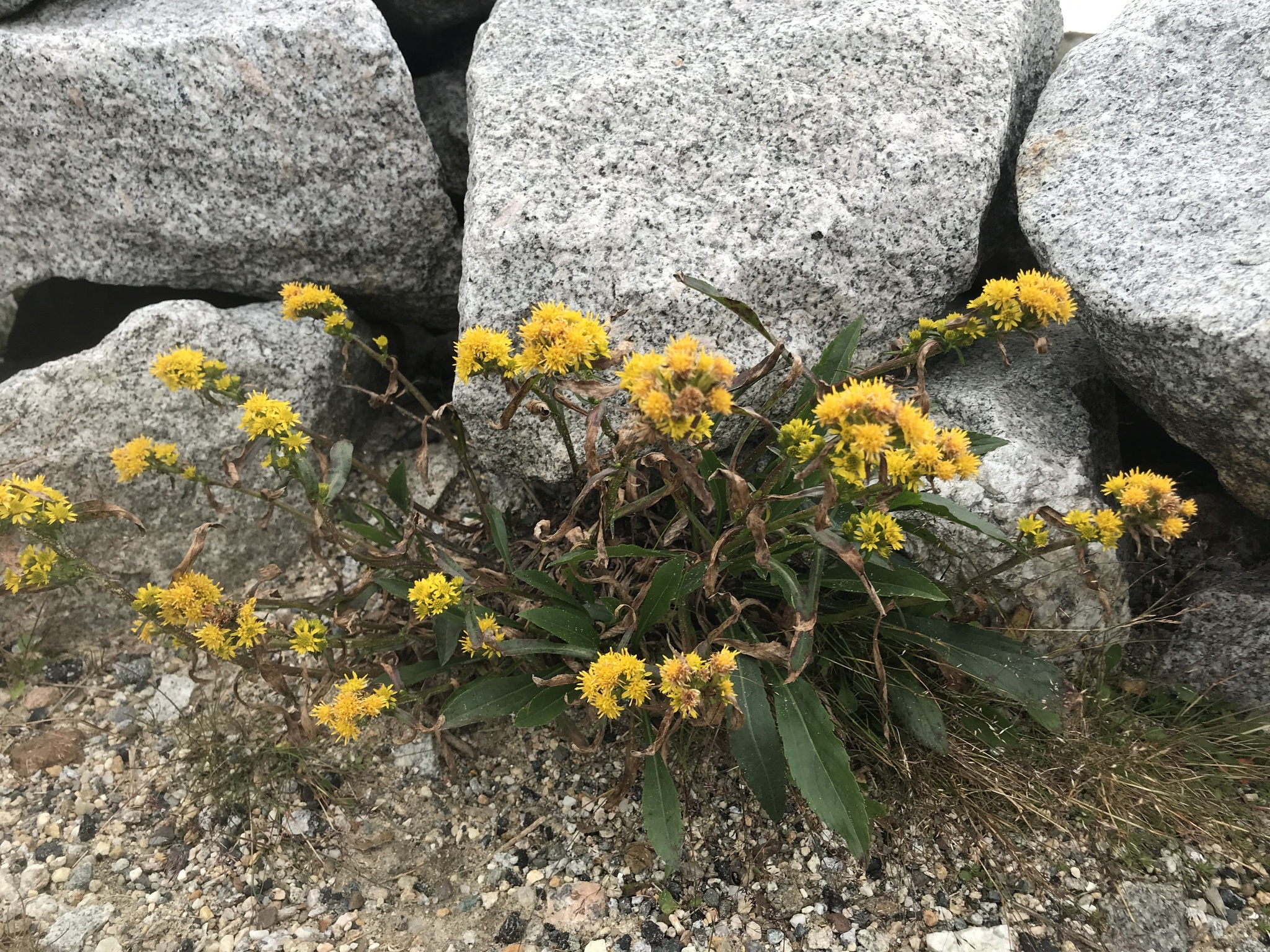 Solidago leiocarpa