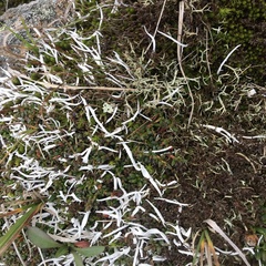 Thamnolia vermicularis