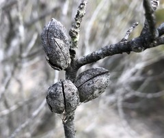 Hakea mitchellii