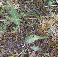Leuzea conifera