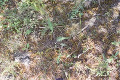 Leuzea conifera