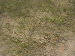 Najas gracillima