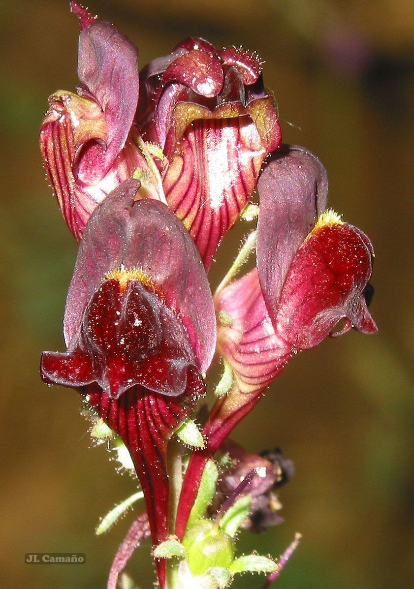 Linaria aeruginea
