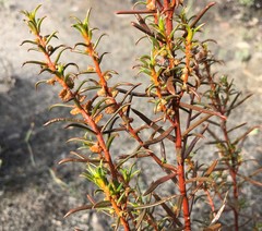 Gyrostemon australasicus
