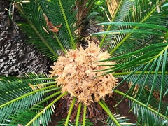 Cycas revoluta