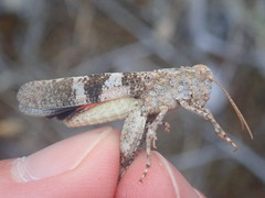 Oedipoda germanica germanica