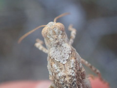 Oedipoda germanica germanica