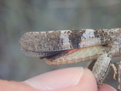 Oedipoda germanica germanica