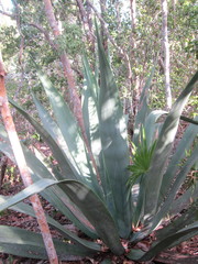 Agave anomala
