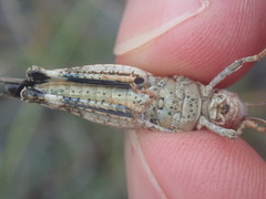 Oedipoda germanica germanica