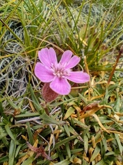 Saponaria caespitosa