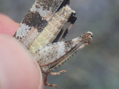 Oedipoda germanica germanica