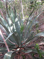 Agave anomala