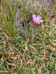 Saponaria caespitosa
