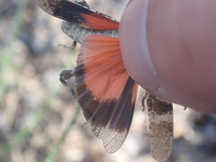 Oedipoda germanica germanica
