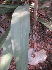 Agave anomala