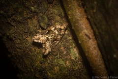 Aeolostoma scutiferana