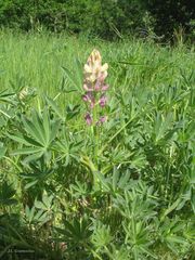 Lupinus gredensis