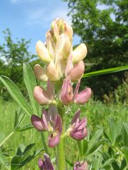 Lupinus gredensis