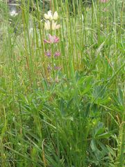Lupinus gredensis
