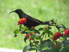 Nectarinia kilimensis