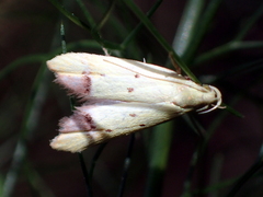 Gymnobathra flavidella