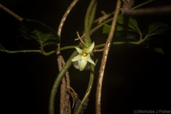 Jasminum singuliflorum