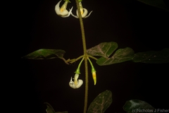 Jasminum singuliflorum