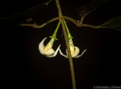 Jasminum singuliflorum